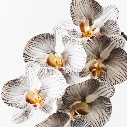 ORCHID STEM - WHITE BLACK